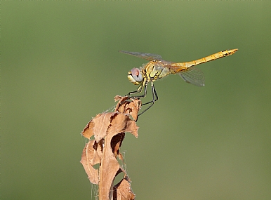 canon 1300d wildlife photography