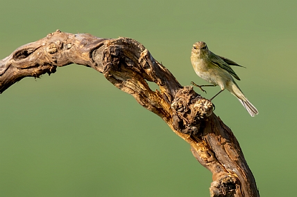 Photo by: yariv alaluf